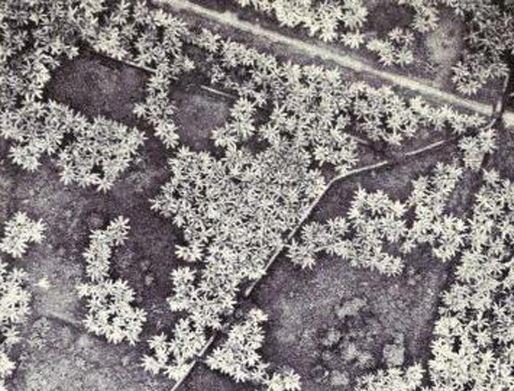 Plantación de gros Michel devastada por Foc raza en Latinoamérica. Fuente: May y Plaza 1958.