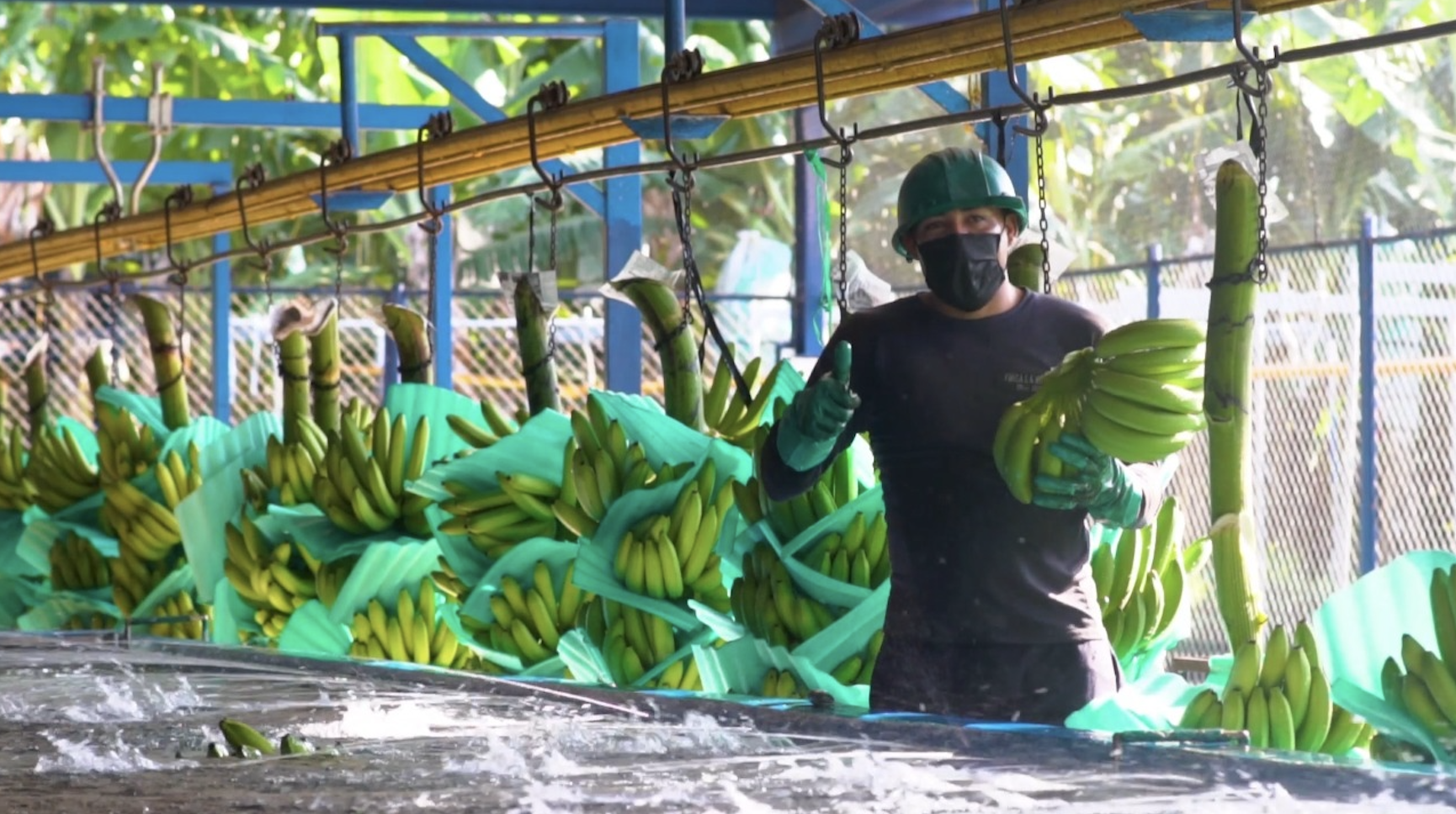 Banano colombiano consolida su presencia mundial pese a desafíos en el Caribe